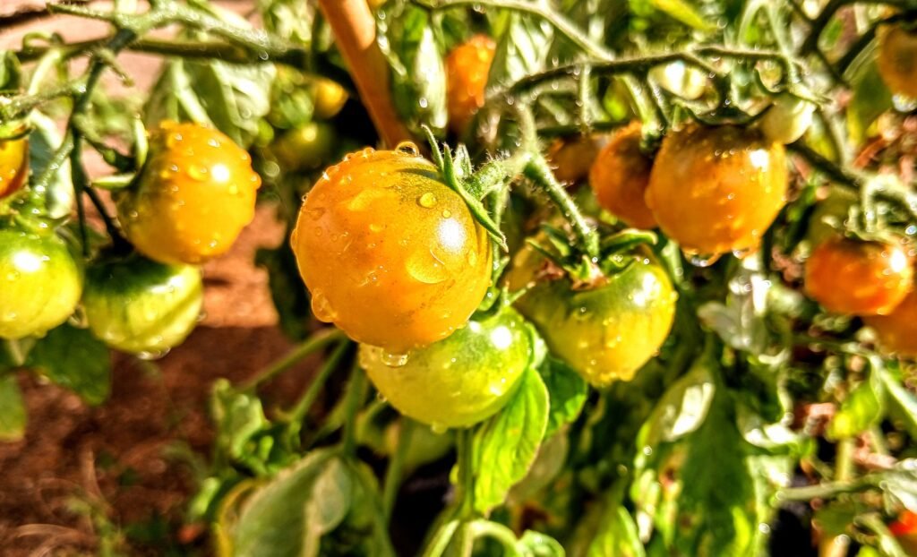 Organic Tomatoes
